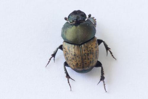 Réf. 253 203 : Onthophagus vacca